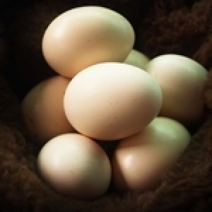 Et si on développait les substituts industriels des œufs et qu’on arrêtait d’élever les poules ? 