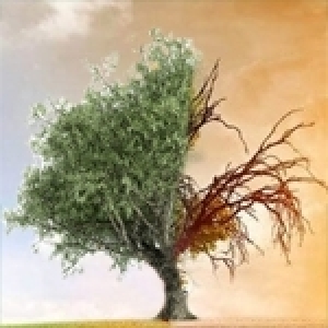 Cluster Servagri réussit son webinaire: «Les impacts du changement climatique sur l’oléiculture et sur la sécurité alimentaire»!