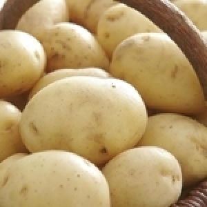 Sécheresse et culture de la pomme de terre hors saison 