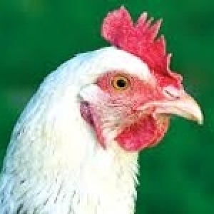 Volonté politique et recherche, deux piliers indispensables pour garantir la pérennité du secteur avicole