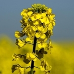 Le colza, une plante très avantageuse aux  usages multiples