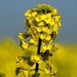 Quel avenir pour la culture du colza en Tunisie ?