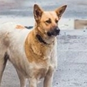 Pour éradiquer la rage: il faut résoudre le problème des chiens errants 