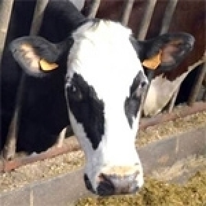 Pour une nouvelle stratégie de développement de l’élevage