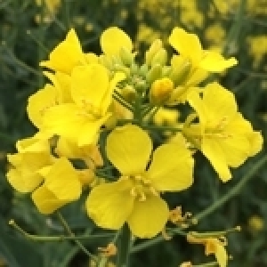 A propos des risques du développement de la culture du colza dans le système céréalier en Tunisie 