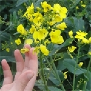 Préalables à l’introduction et au  développement de la culture de Colza en  Tunisie