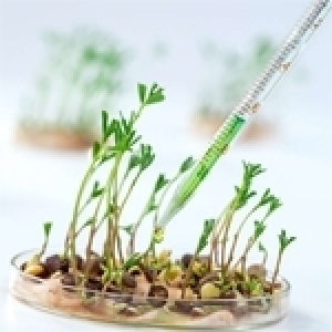 Les OGM : un ancien débat toujours d’actualité