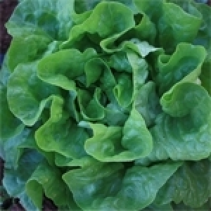 Laitue: Elle regorge de minéraux et de vitamines