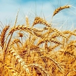 Quel impact de la guerre en Ukraine sur la Tunisie ? Un chiffrage qui fait froid au dos