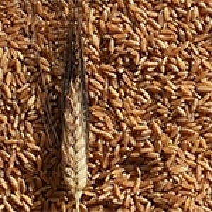 Tunisie: Une stratégie pour atteindre notre autosuffisance en blé dur ?