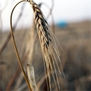 Céréales et oléagineux : le grand casse-tête