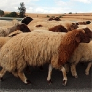 Tunisie: Revenons à nos moutons