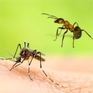 Le journal du goguenard: Le moustique et la fourmi