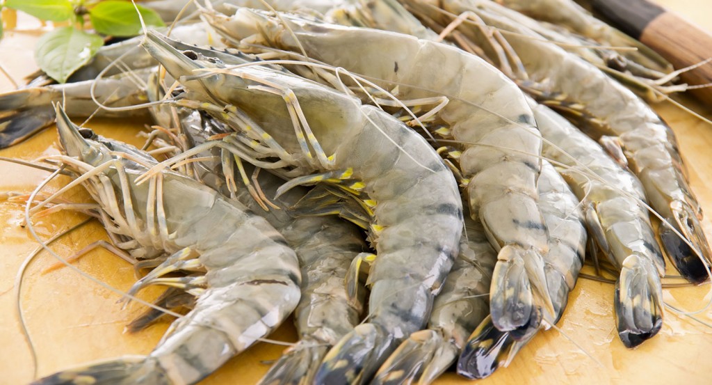 L’élevage de crevettes annoncé au Cameroun