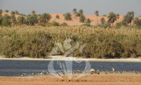 El-Meghaïer: plus de 10.800 oiseaux migrateurs recensés dans les zones humides de la wilaya