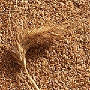 Tunisie: Voilà pourquoi il faut augmenter la production nationale et la productivité du blé tendre