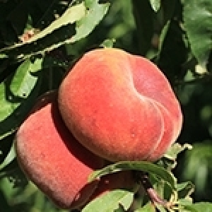 Pêche plate : fraîcheur d’été, «Paraguaya» en espagnol En arabe «بـوطبڤايــة»