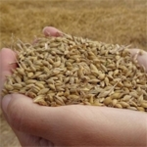 La Russie reprend sa participation à l’accord sur les céréales, affirme à Leaders son ambassade à Tunis