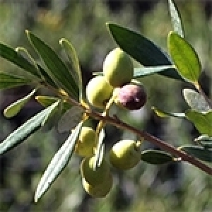 Cueillette des olives : des récoltes en baisse, des prix à la hausse (Album photo)