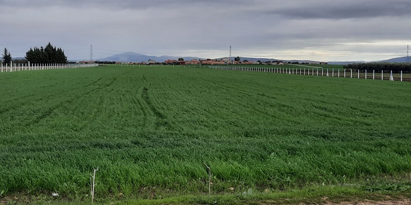 Gharb : La surface cultivée avoisine 93% du programme agricole de la région