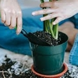 Les polymères super absorbants en agriculture, une solution pour surmonter le stress hydrique? 