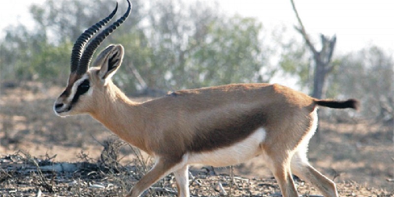 Agadir :  un plan d'action pour la conservation de la mégafaune sahélo saharienne