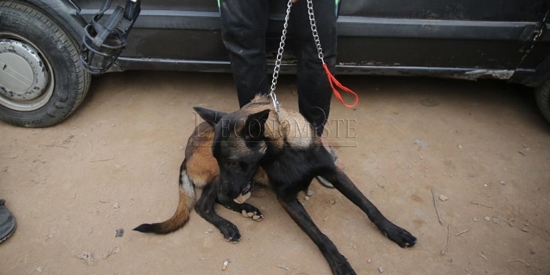 Protection des animaux domestiques : un projet de loi approuvé