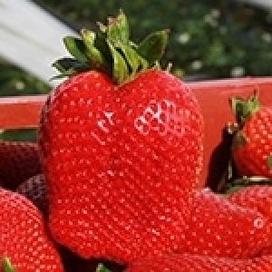 Tunisie: La fraise en danger, la culture hors sol la solution