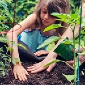 Tunisie: Jardins scolaires et réforme éducative