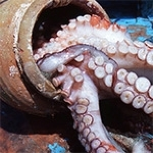 Poisson: Une si grande richesse