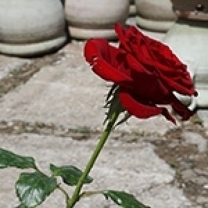 Le savoir-faire arianais: La distillation des roses à parfum