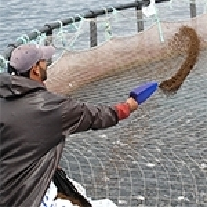 Pisciculture: un large potentiel