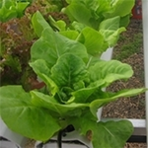 Des cultures irriguées aux cultures hydroponiques