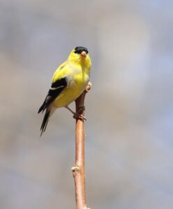 Crédit photo : Chardonneret jaune et sitelle à poitrine blanche : Carl Lemyre